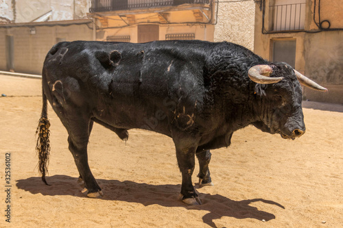 toro español en fiestas populares 