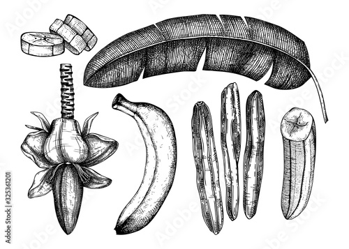 Banana hand drawn illustrations set. Banana flower, fresh and dried fruits, slice, palm tree leaves. Dried fruits vector drawings. Banana palm vintage sketch. In engraved style. 