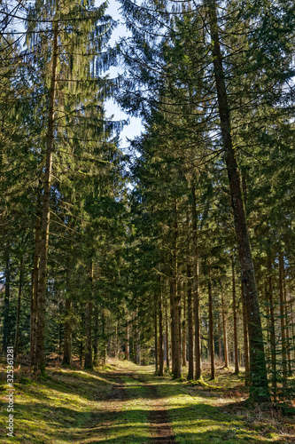 Chemin dans la forêt