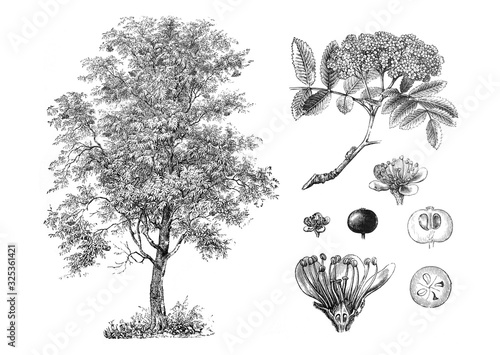 Rowan or Mountain-ash (Sorbus aucuparia)  / Engraved antique illustration from Brockhaus Konversations-Lexikon 1908
