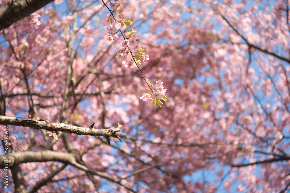 満開間近の桜(河津桜)