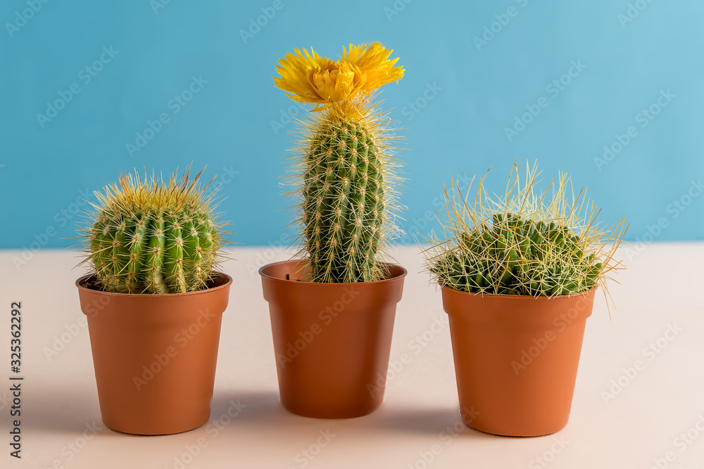 Beautiful cactuses with flower on colorful background. Beautiful cactuses with flower on colorful background.