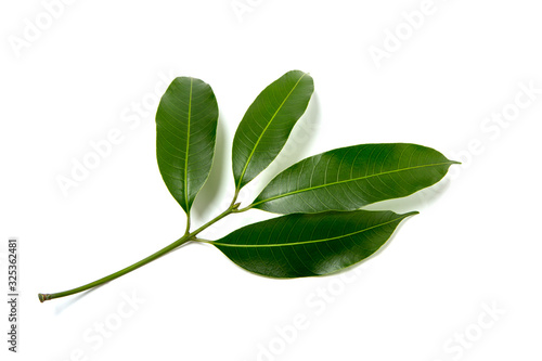 Fotografía maprang leaf on a white background