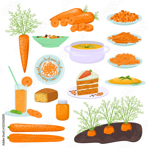 Carrot food products vector illustration. Dishes prepared from carrots, carrot cake, pie, soup, salad and juice. Carrots grow in the garden and different types of vegetable slicing.