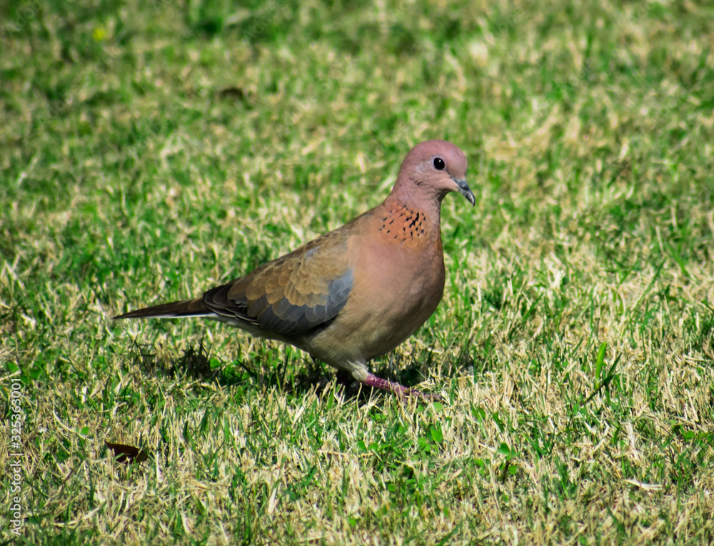Fototapeta premium Dove portrait