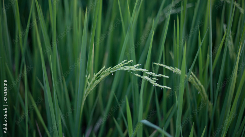 closeup green Rice plants in rice paddies closeup green Rice plants in rice paddies
