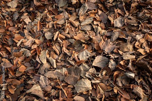 Colorful dry leaves of tree have fallen on the ground under the tree in autumn season