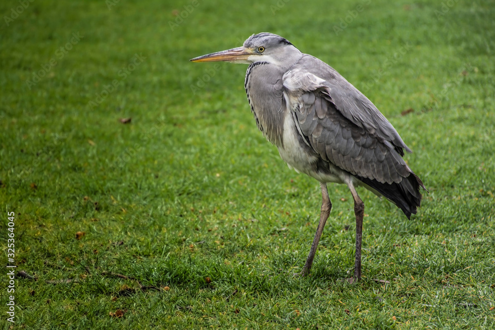 Fototapeta premium Great blue heron