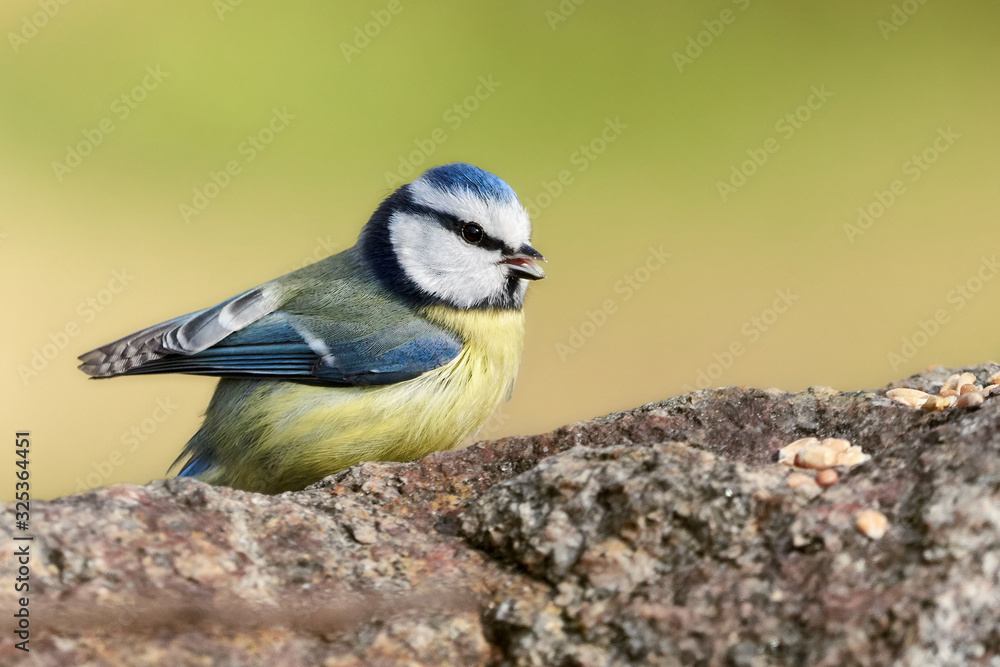 Eurasian Bluetit (Cyanistes caeruleus) eats bird food on a rock Eurasian Bluetit (Cyanistes caeruleus) eats bird food on a rock