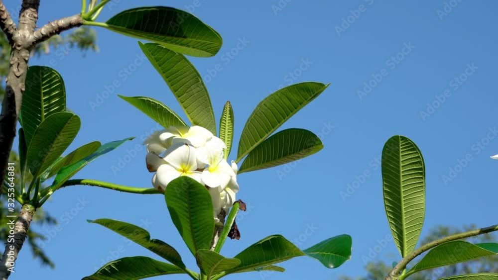 White tropical frangipani flower.Tropical flower sways in the wind White tropical frangipani flower.Tropical flower sways in the wind