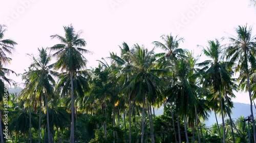 Wallpaper Mural Palm trees in the jungle Torontodigital.ca