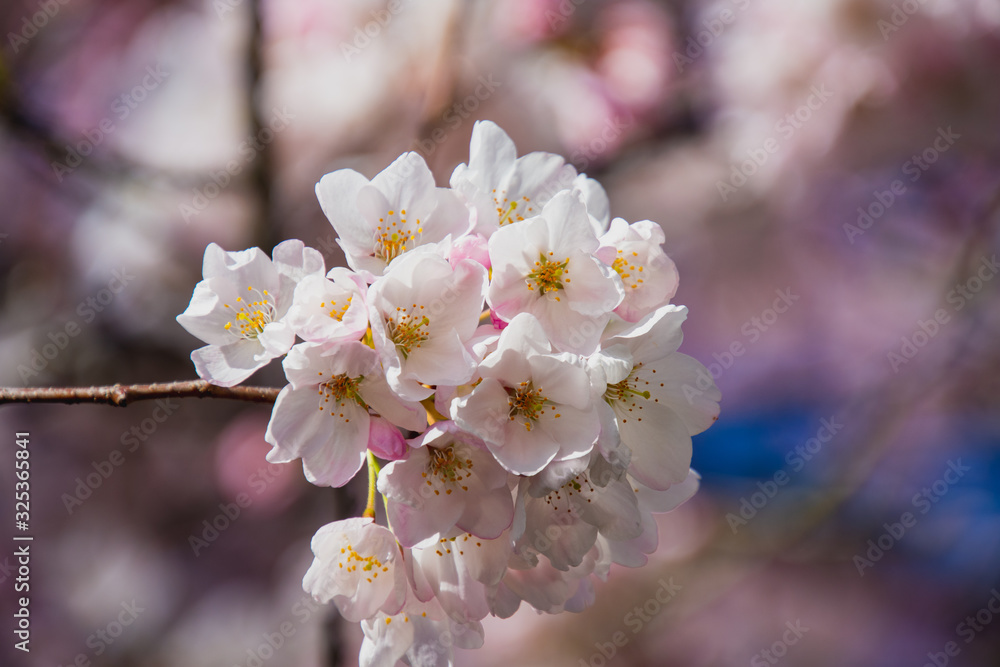 A closeup of cherry blossom in the springtime. Vancouver BC Canada A closeup of cherry blossom in the springtime. Vancouver BC Canada