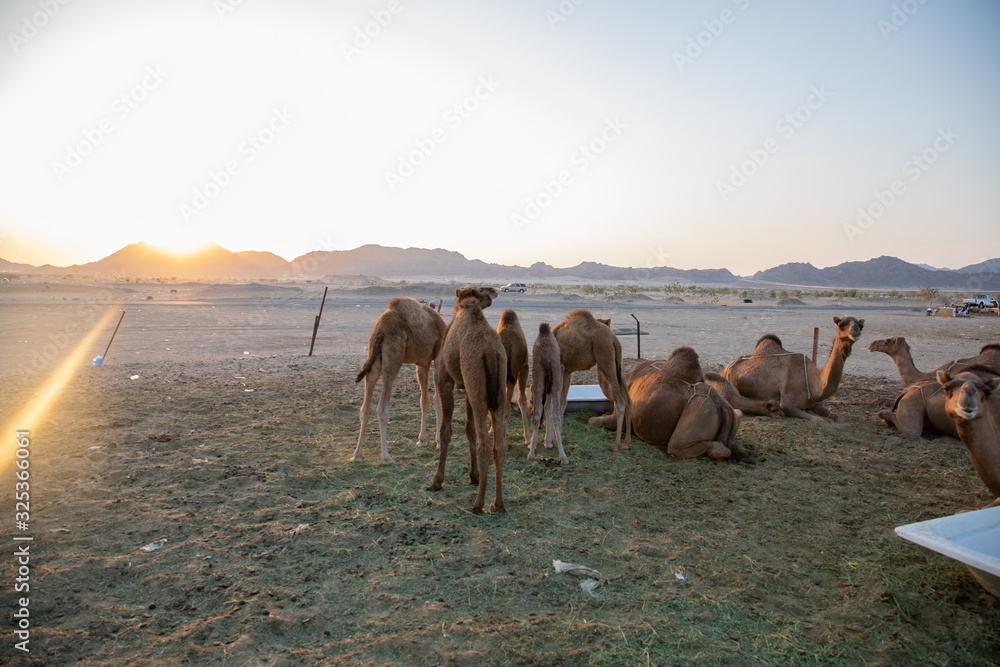 Fototapeta premium A group of Arab camels in the barn Saudi Arabia