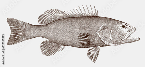 Gag grouper mycteroperca microlepis, threatened marine fish from the West Atlantic and the Caribbean in side view