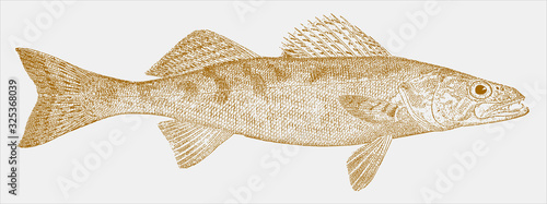 Walleye sander vitreus, freshwater fish from North America photo