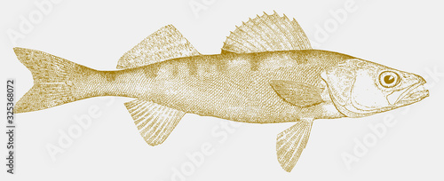 Sauger, sander canadensis, a freshwater fish from North America in side view