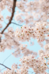 Papier peint photo  【京都】鴨川の桜  © Kanako Nakai