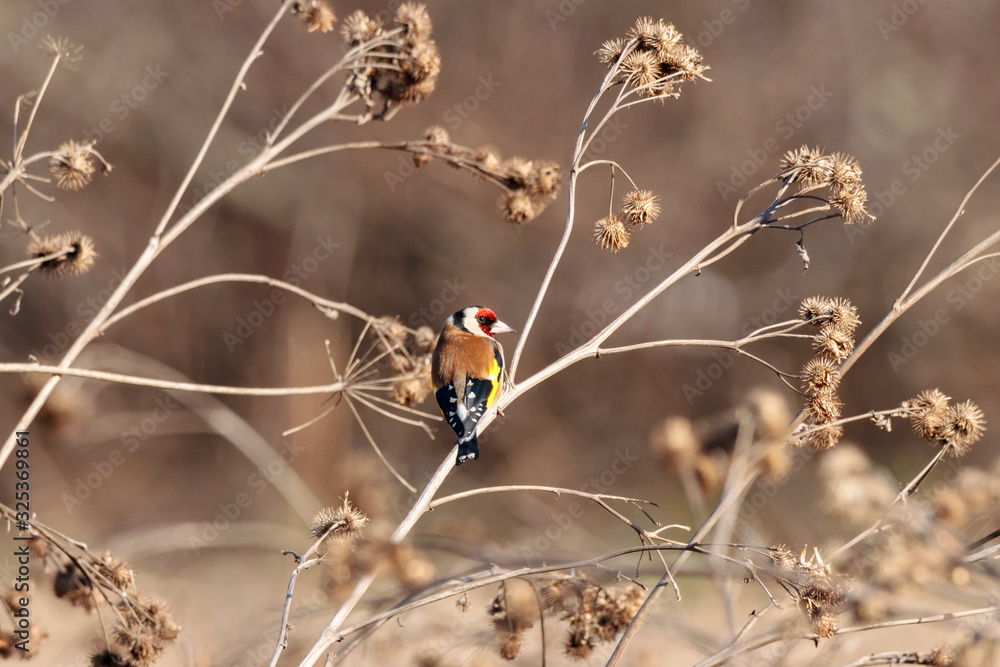 European goldfinch carduelis carduelis sitting on dry burdock bush in winter. Cute colorful songbird in wildlife. European goldfinch carduelis carduelis sitting on dry burdock bush in winter. Cute colorful songbird in wildlife.