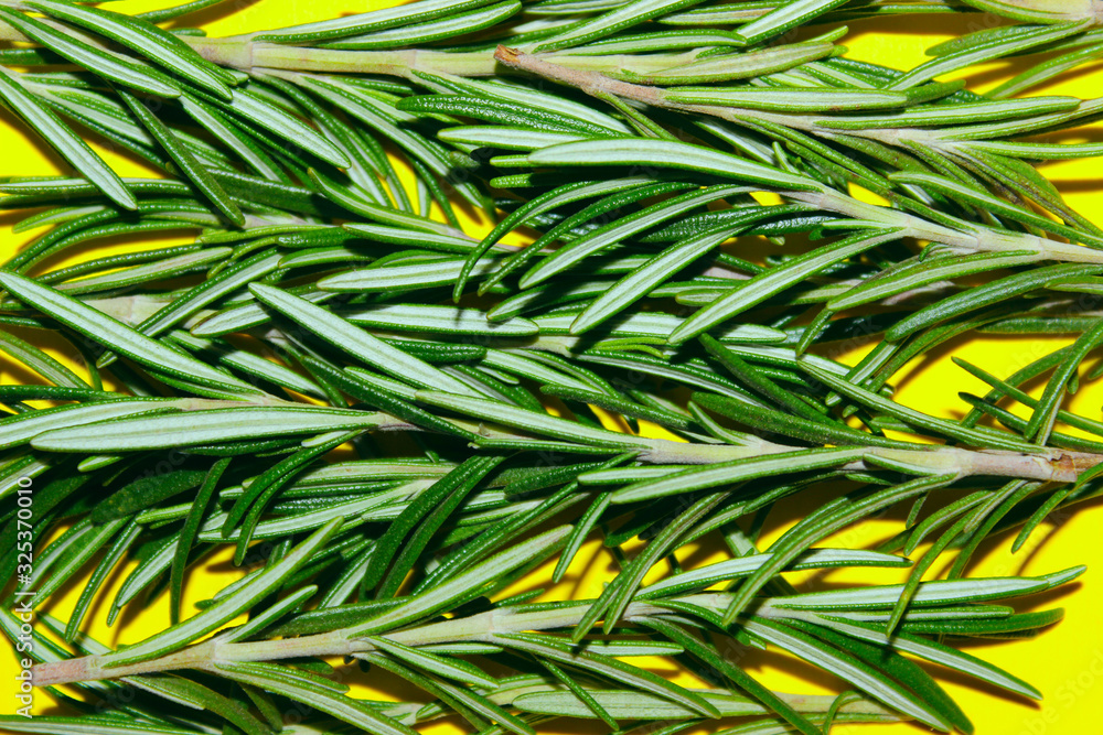 Green sprigs of rosemary on a yellow background. Food, spices, background for menu concept. Green sprigs of rosemary on a yellow background. Food, spices, background for menu concept.
