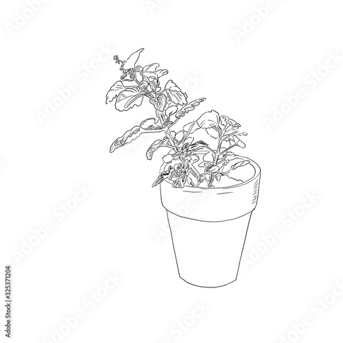 Fototapeta Naklejka Na Ścianę i Meble -  houseplant in a flower pot
