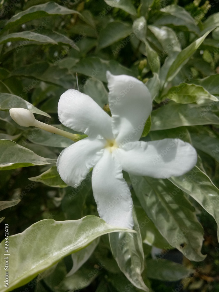 close up White flowers like beautiful jasmine are in front of the house in the afternoon close up White flowers like beautiful jasmine are in front of the house in the afternoon