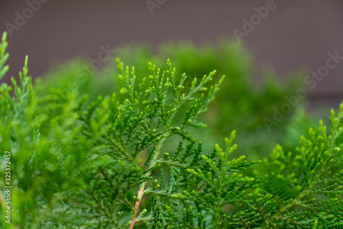 Arborvitae,Thuja occidentalis plant is green beside the house