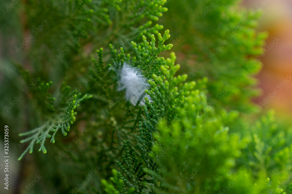 A feather stuck on the branch of Arborvitae,Thuja occidentalis plant is green beside the house