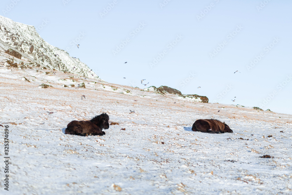 Fototapeta premium Icelandic horses walk in the winter in the snow on a hillside