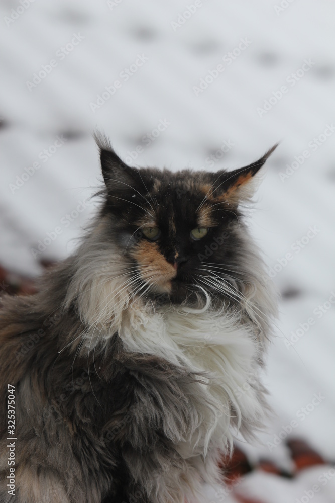 Main Coon Katze im Schnee Stock Photo | Adobe Stock