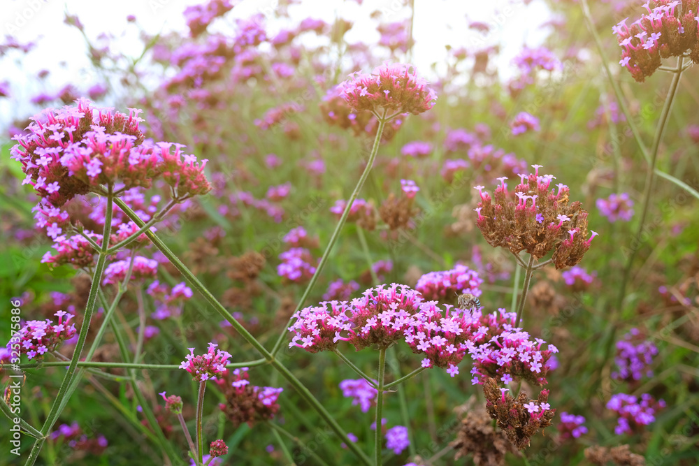 Fototapeta premium Blooming Violet verbena flowers with natural sunlight in meadow