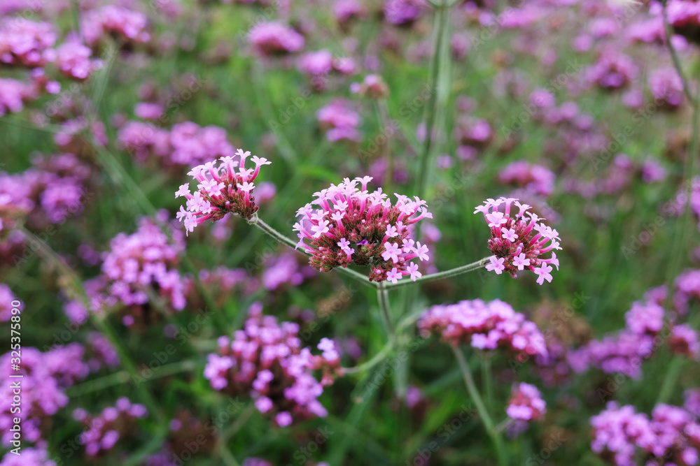 Blooming Violet verbena flowers with natural sunlight in meadow Blooming Violet verbena flowers with natural sunlight in meadow