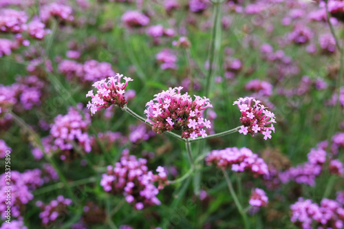 Blooming Violet verbena flowers with natural sunlight in meadow