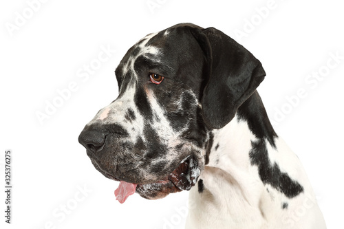 Portrait of a thoroughbred great Dane dog with its tongue out