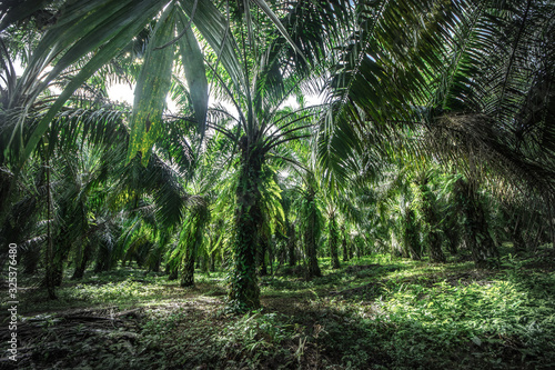 Tropical rain forest  Cerro Chato  Costa Rica