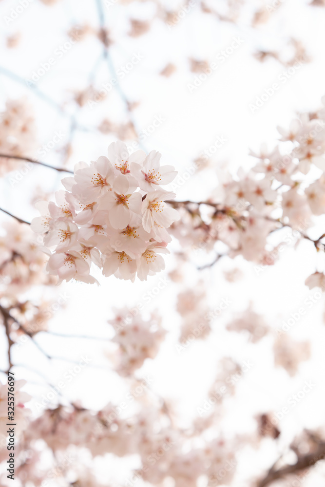 Naklejka premium 【京都】鴨川の桜