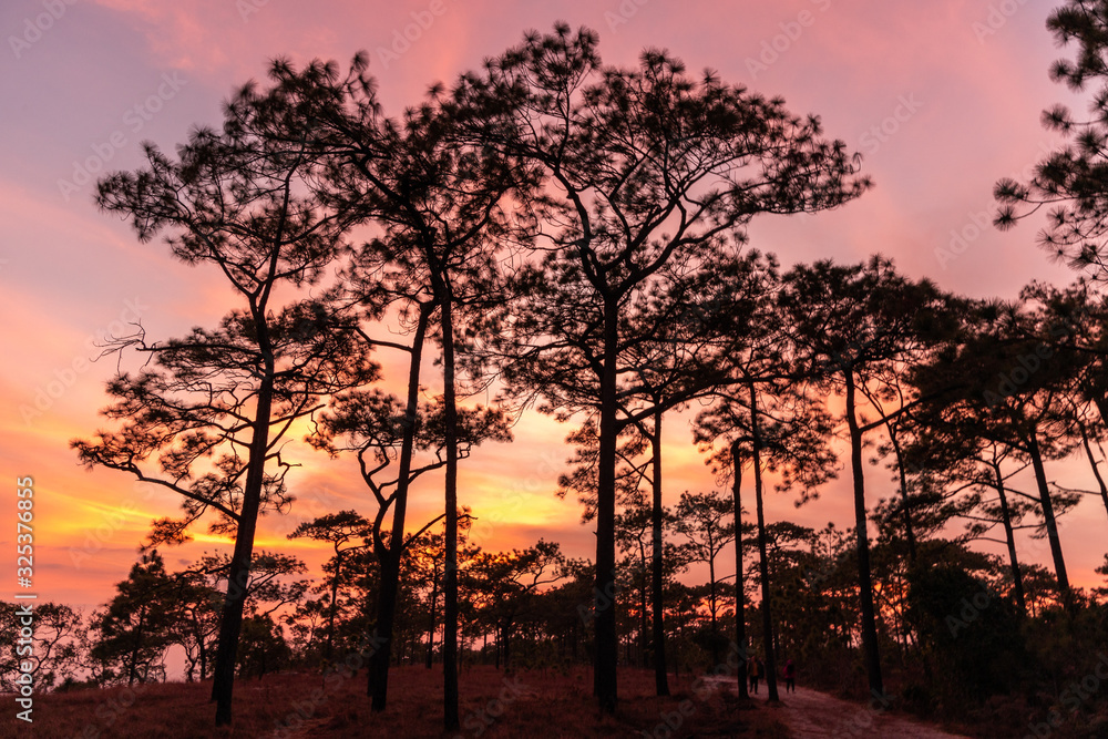 the tree in summer forest with sunset background. the tree in summer forest with sunset background.