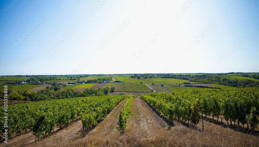 Vigne et vignoble en France, Anjou, coteaux du Layon.