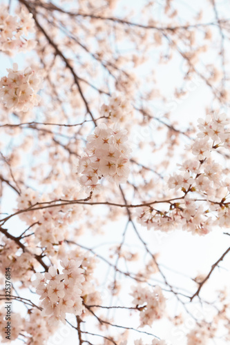 【京都】鴨川の桜