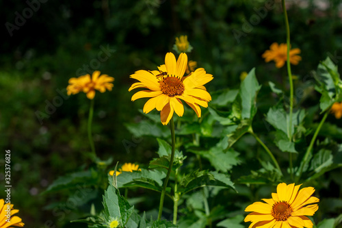 Heliopsis (False Sunflower) flower blossom with green leaves in the garden in spring and summer season.