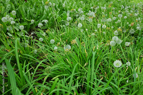 Blooming white flowers in meadow