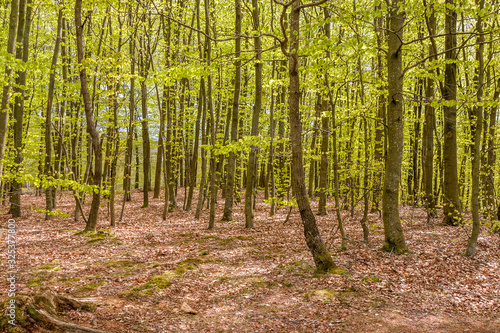 Misty spring beech forest in a nature reserve in southern Sweden
