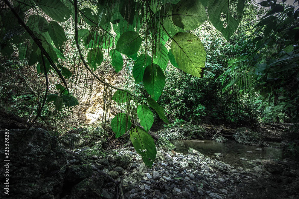 Fototapeta premium Tropical rain forest, Cerro Chato, Costa Rica