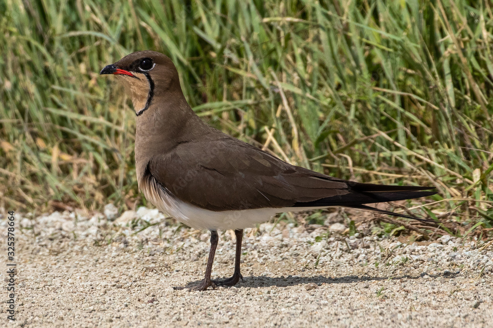 Fototapeta premium Collared Pratincole (Glareola pratincola) on a dirt road through Evros Delta in Northeastern Greece.