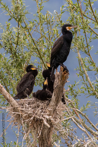 Great Cormorant (Phalacrocorax carbo) at the nest in a tree at Kerkini Lake in Northern Greece. photo