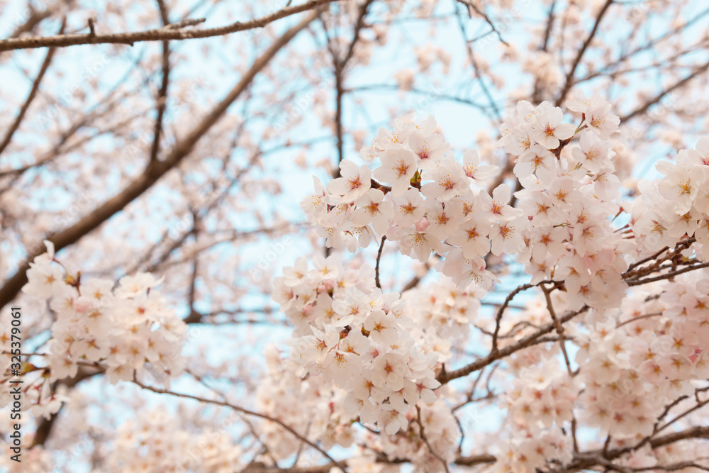 【京都】鴨川の桜