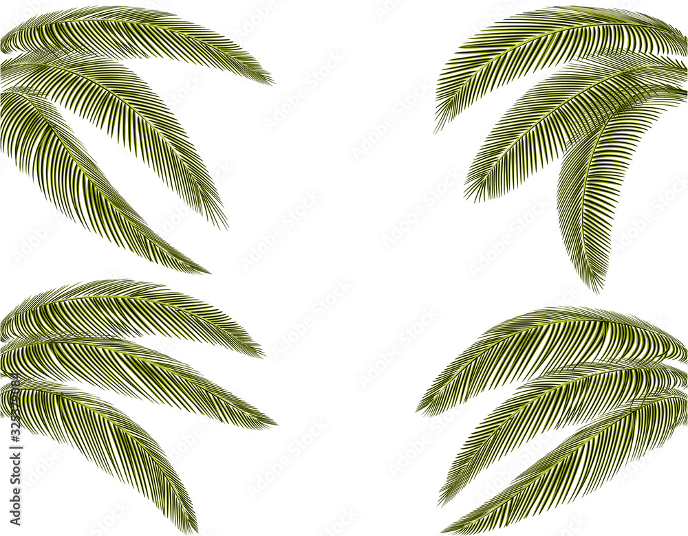 Fototapeta Tropical Various forms of dark green palm leaves. Drawn on four sides. illustration