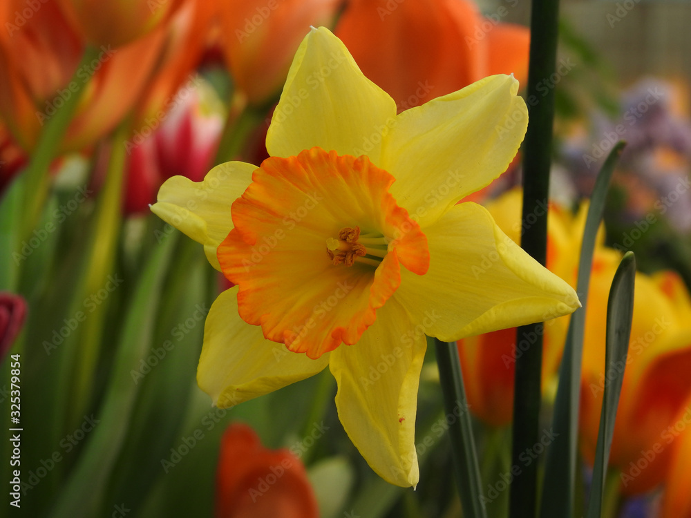A yellow daffodil A yellow daffodil