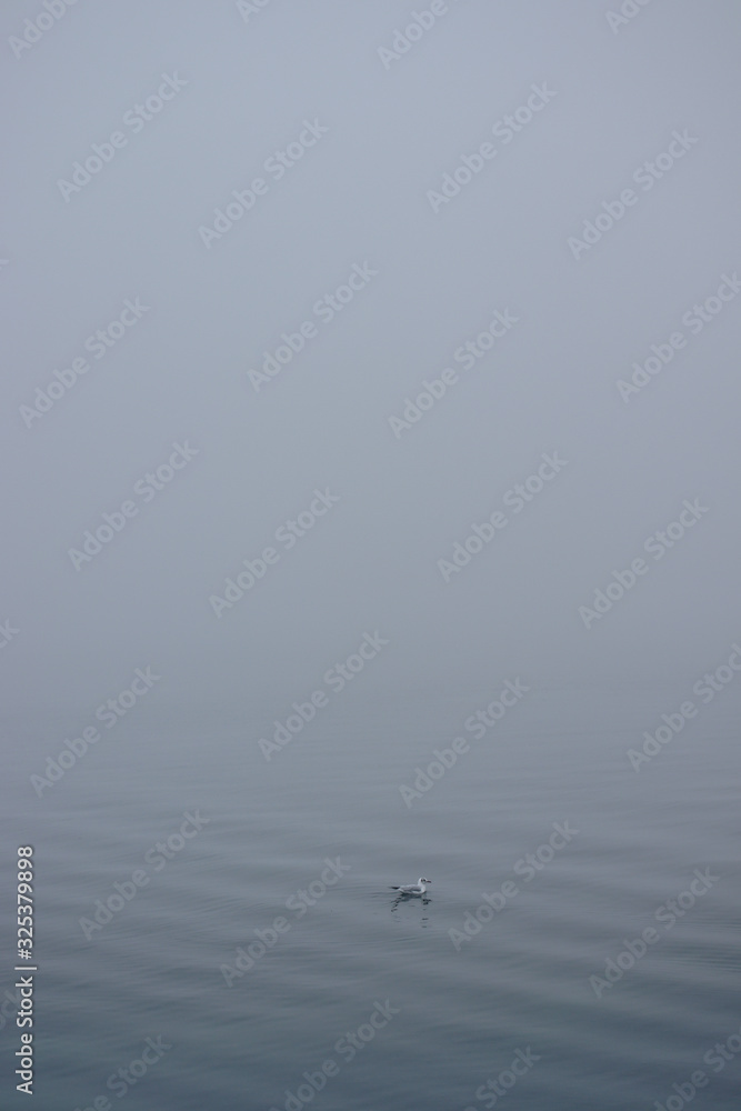 Lonely Seagull floating in water fading off into fog showing concept of loneliness and solitude. Lonely Seagull floating in water fading off into fog showing concept of loneliness and solitude.
