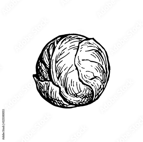Ink sketch of brussels sprout.