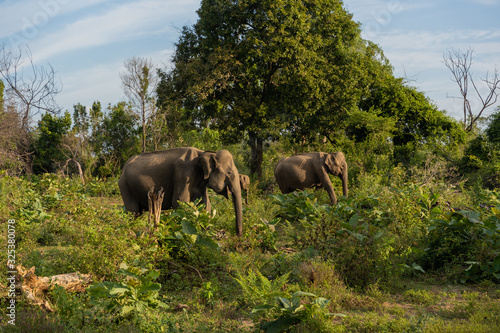 herd of elephants searching for food in the natural park of udawalawa